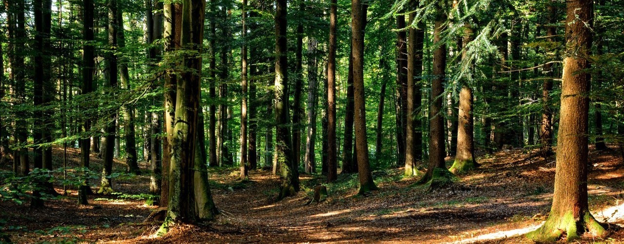 photo: pixabay The picture shows a section of a forest from a human perspective. It is daytime and the sun is casting a pattern on the ground through the leaves of the treetops.