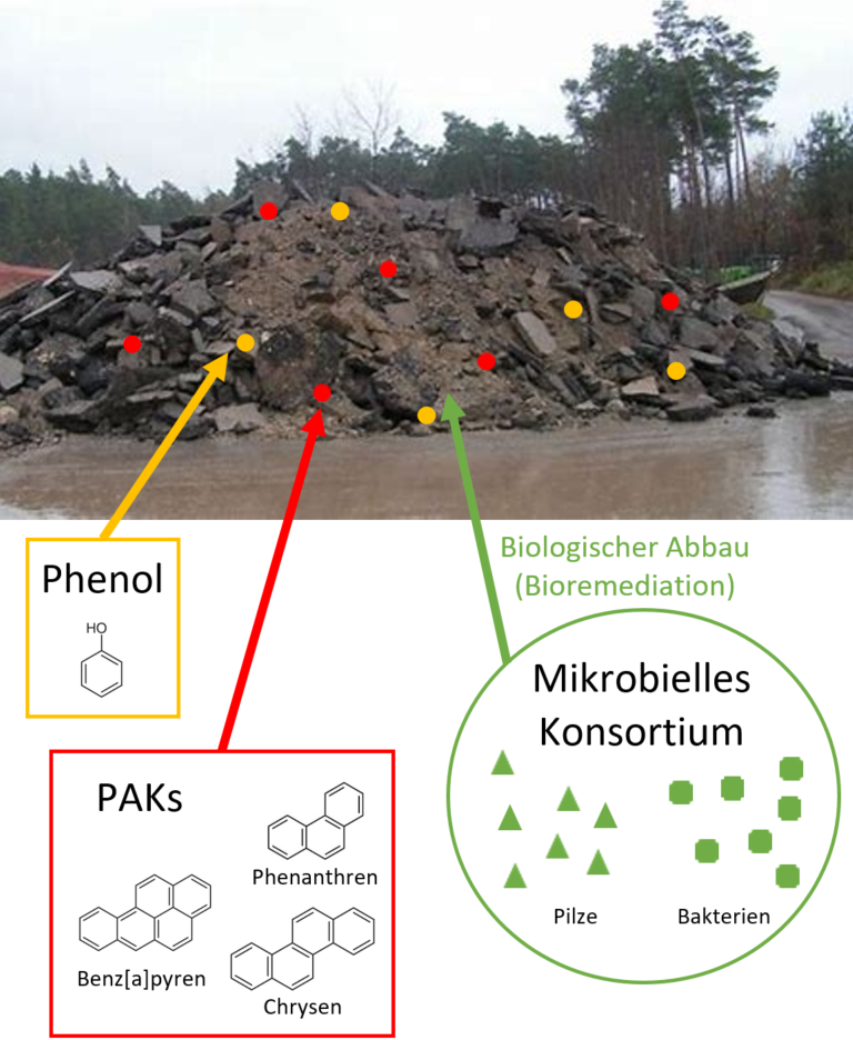 Belasteter Straßenaufbruch (oben). Symbolische Darstellung der Phenole und PAKs sowie das Mikrobielle Konsortium für die Bioremediation (unten). (https://www.lfu.bayern.de/abfall/mineralische_abfaelle/strassenaufbruch/index.htm; abgeändert durch Inka Sotzeck) In dem Bild wird ein Straßenaufbruch dargestellt, dabei wurden für die Schadstoffe mit roten (PAK) und gelben (Phenol) Punkten symbolisch veranschaulicht. Das mikrobielle Konsortium wird grün dargestellt und besteht z.B. aus Pilzen und Bakterien. Die Zugabe des mikrobiellen Konsortiums (grüner Pfeil) führt zum biologischen Abbau der Schadstoffe (Bioremediation).