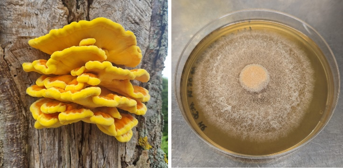Gemeiner Schefelporling an einem Baum (links) und auf Agarplatte (rechts) (Rudolf Cordes/Markus Pechtl) Das Bild ist zweigeteilt. In dem linken Bild kann man einen gelb- bis orange-farbigen Pilz erkennen, welcher fächerartig an einem Baumstamm wächst. In dem rechten Bild ist eine Agarplatte abgebildet. Auf der Platte ist das weiß-gelbliche Mycel des Gemeinen Schwefelporlings (Laetiporus sulphureus) zu erkennen, welches aus der Plattenmitte heraus, flaumartig den Agar bewächst. Englisch: The image is divided into two parts. In the left picture one can see a yellow to orange colored mushroom growing fan-like on a tree trunk.The picture on the right shows an agar plate. On the plate the white-yellowish mycelium of the sulphur shelf fungus (Laetiporus sulphureus) can be seen growing out of the center of the plate and covering the agar in a fluff-like manner.