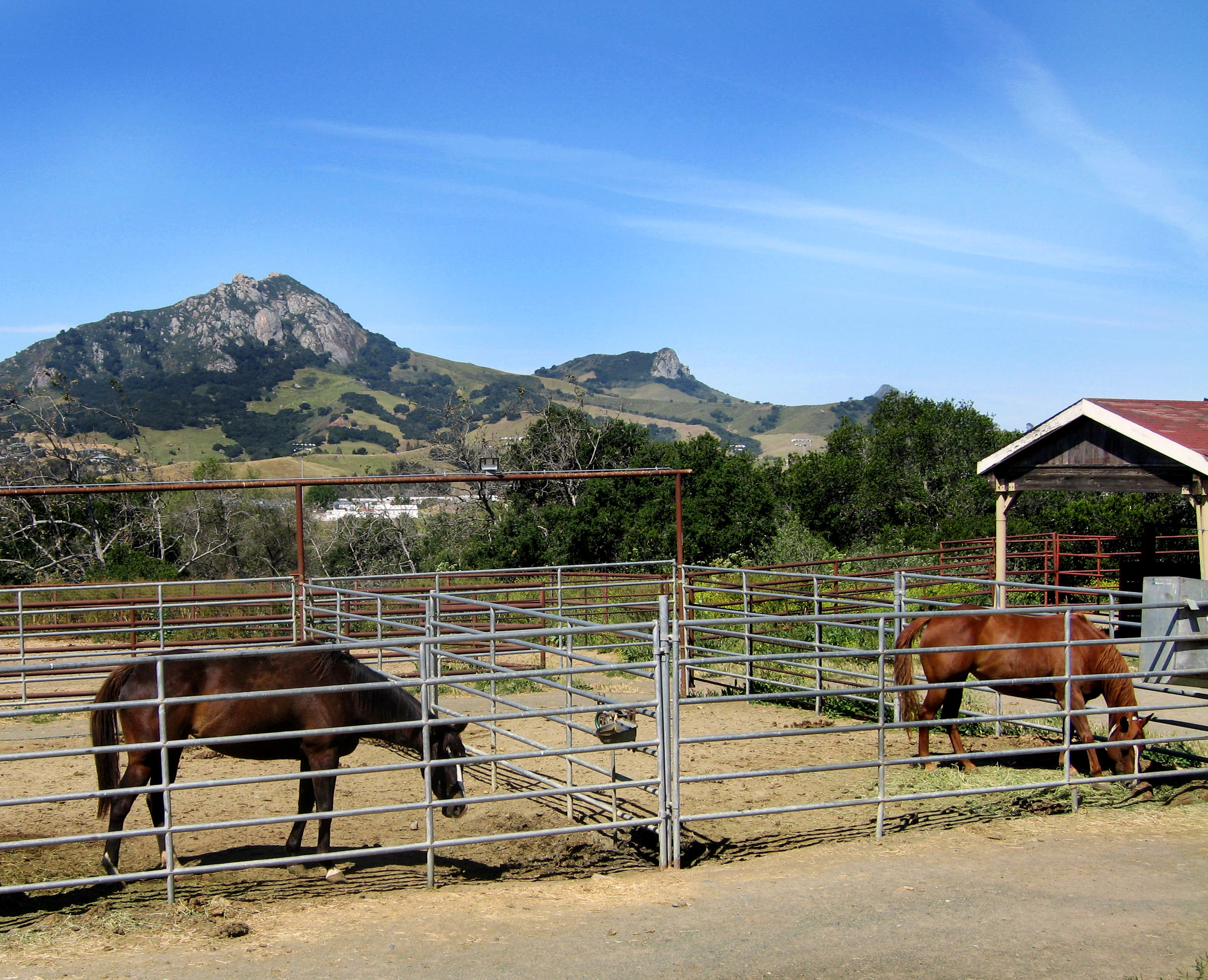 Two mustang horses on a horse farm, mountains in the background