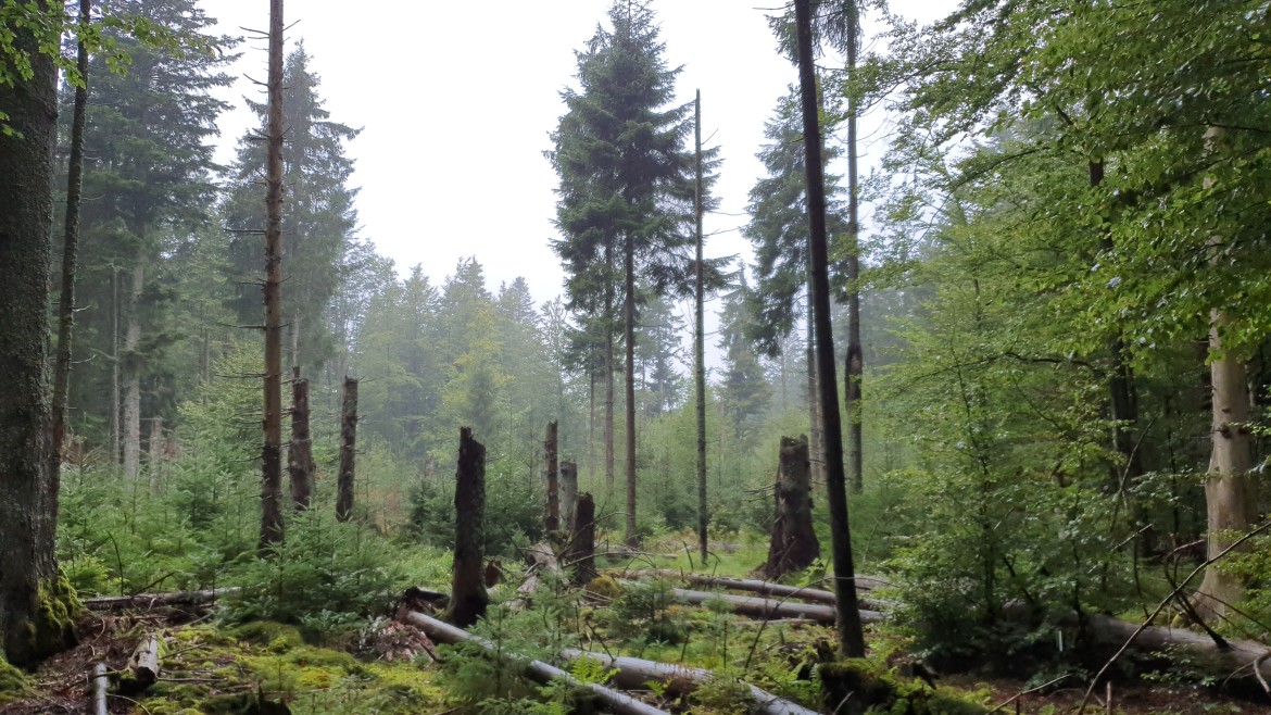 Feldbegehung: Nationalpark Bayerischer Wald - 2023 (Foto: Sarah Hauser) Foto: Wald mit abgestorbenen Bäumen