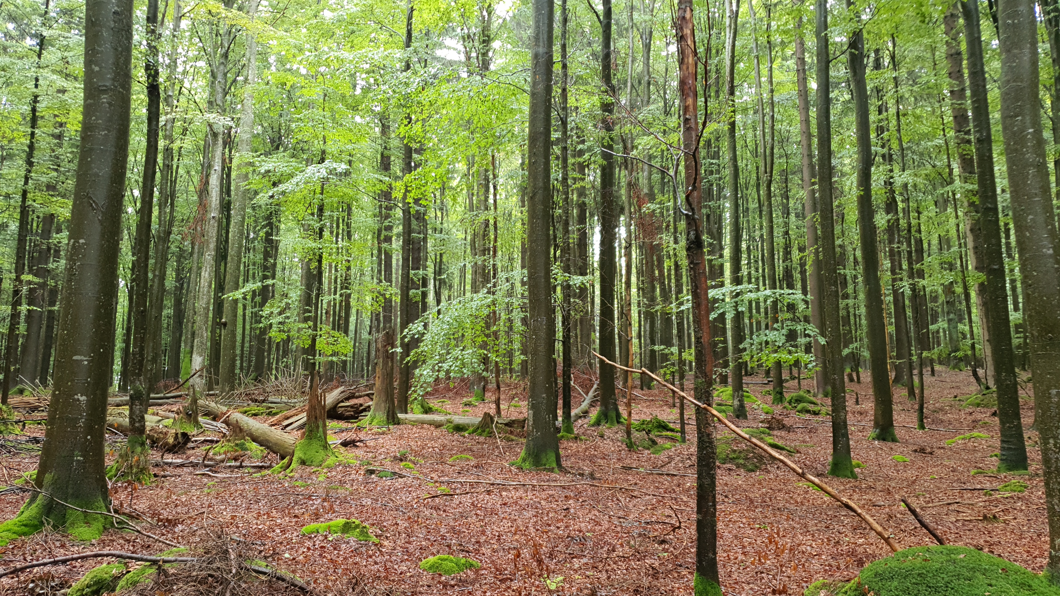 Foto Laubwald
