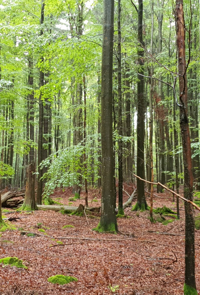 Foto Laubwald