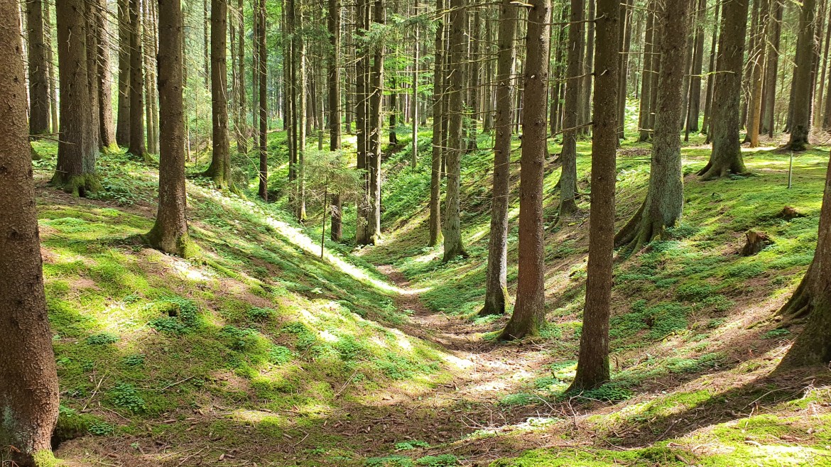 Doline in Bayern (Foto: Simone Aigner) Foto einer Doline